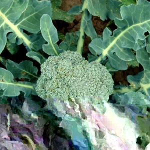 Broccoli Hancock Seeds - 500 Count Vegetable Seeds for Outdoor Planting - Image 1