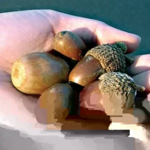 Swamp Chestnut Oak Tree Live Plant (Quercus michauxii) 12-24 Inches Tall - Outdoor Deciduous - Image 3