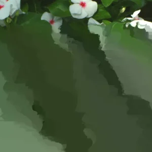 Vinca Sunsplash White with Eye Seeds - 500 Count - Annual Flowering Plant Seeds - Image 2