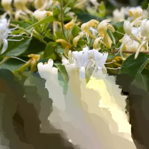 Honeysuckle Vine Live Starter Plant - 6+ Inches, Fragrant Perennial - Image 1