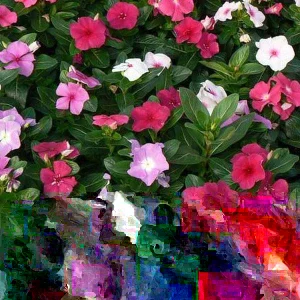 Vinca Higro F-1 Mix GL Seeds - 100 Count, Pink, Purple, White Annual Flowering - Image 3