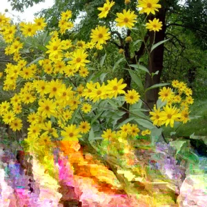 Jerusalem Artichoke Live Plant Helianthus tuberosus Sunchoke Perennial - Image 2