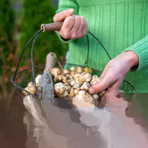 Jerusalem Artichoke Live Plant Helianthus tuberosus Sunchoke Perennial - Image 7