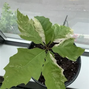 Northern Red Oak Saplings - Live Quercus rubra Plants 6+ Inches - Set of 2 for Outdoor Planting - Image 1