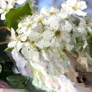 Bradford Pear Tree Live Plant Seedling - Pyrus Calleryana 4-8 Inches Tall (Set of 2) - Image 2