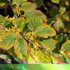 Witch Hazel Hamamelis vernalis Bare Root Starter Plant 8-16 Inch - Outdoor Bush - Image 1
