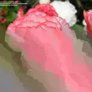 Begonia Glory Hot Tip Rose Seeds - 1000 Count Flower Seeds for Indoor & Outdoor - Image 2