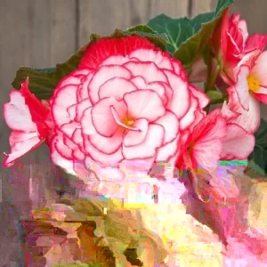 Begonia Glory Hot Tip Rose Seeds - 1000 Count Flower Seeds for Indoor & Outdoor - Image 3