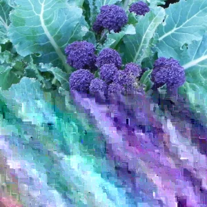 Purple Sprouting Broccoli Seeds - 500 Count - Outdoor Vegetable Seeds - Image 3