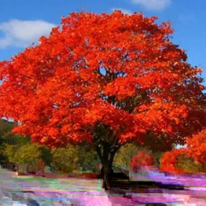 Northern Red Oak Live Plant - Quercus rubra Tree 18-24 Inches Outdoor Deciduous - Image 2