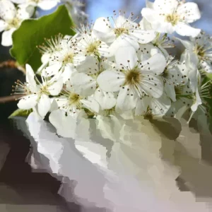 Bradford Pear Tree Live Plant Seedling - Pyrus Calleryana - 4-8 Inches Tall - Outdoor - Image 1