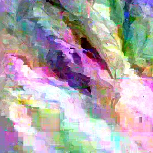 Mimosa Tree Seeds - Albizia julibrissin - 20 Seed Pack - Outdoor Flowering - Image 8