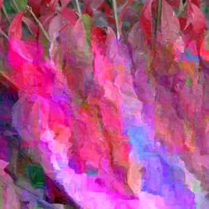 Burning Bush Live Bare Root Seedling Plant 4-8 Inches - Deciduous, Outdoor - Image 2