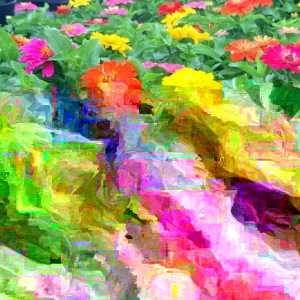 Zinnia Short Stuff Mix Seeds - 100 Dwarf Zinnia Elegans Flower Seeds for Outdoor Gardens - Image 1