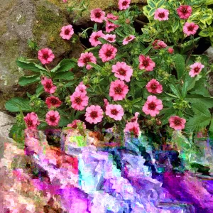 Potentilla Miss Willmott Seeds - 100 Perennial Flowering Groundcover Seeds, Pink/Red, Outdoor - Image 1