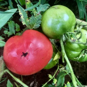 Tomato Seeds Bradley Pink - 100 Seeds - Pink Slicer Tomato for Outdoor Gardens - Image 1