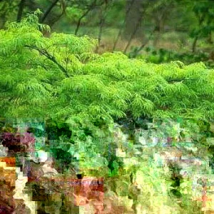 Green Japanese Maple Live Plant 6-12 Inches Tall - Acer Palmatum Atropurpureum Outdoor - Image 3