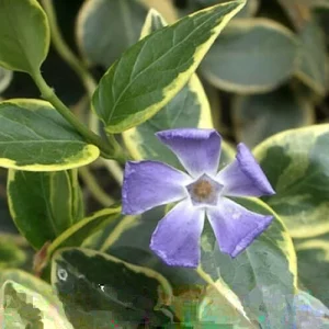 Variegated Vinca Live Plant - 6 Starter Perennial Plants - Outdoor Ground Cover - Image 3