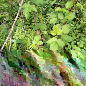 Hackberry Tree (Celtis occidentalis) Live Bare Root Plant - 16+ Inches Outdoor - Image 2