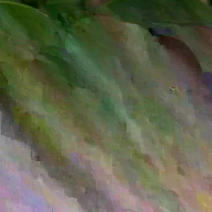 Vinca Sunsplash White with Eye Seeds - 1000 Count - Annual Flowering Periwinkle - Image 1