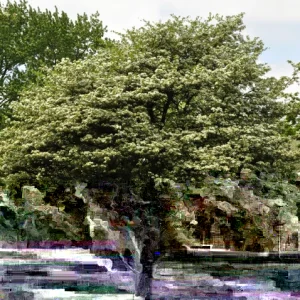 Washington Hawthorn Tree Live Plant 18-24 Inches Tall, 2-3 Years Old, Outdoor - Image 1