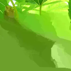 Red Mulberry Live Plant - 16-24 Inches Tall, 1-2 Year Olds, Bare Root, Set of 2 - Image 2