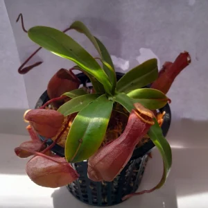Nepenthes Ventricosa Tropical Pitcher Plant – Live Carnivorous Plant – 3.75 inch Pot – Indoor - Image 1