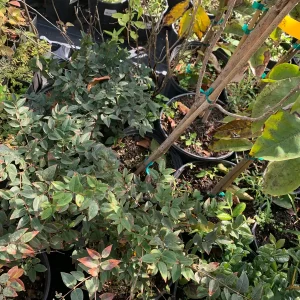 Sabara Jaboticaba Live Grafted Tree - 3 Gallon Pot - Exotic Fruit Plant - Image 3