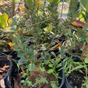 Sabara Jaboticaba Live Grafted Tree - 3 Gallon Pot - Exotic Fruit Plant - Image 4