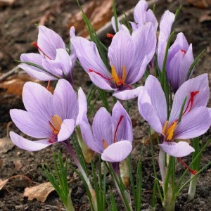 Saffron Autumn Crocus (Crocus sativus) Seeds - 50 Count - Fall Blooming Purple Flower - Indoor/Outdoor - Image 1