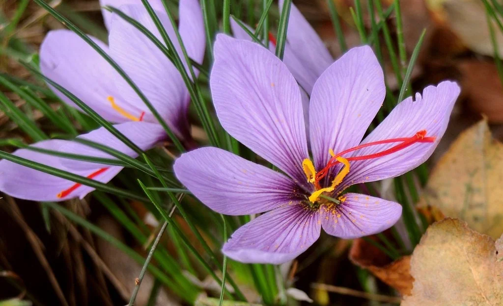 Saffron Crocus Bulbs – 9/10cm Large Bulbs for DIY Spice – Fall Blooms - Image 2