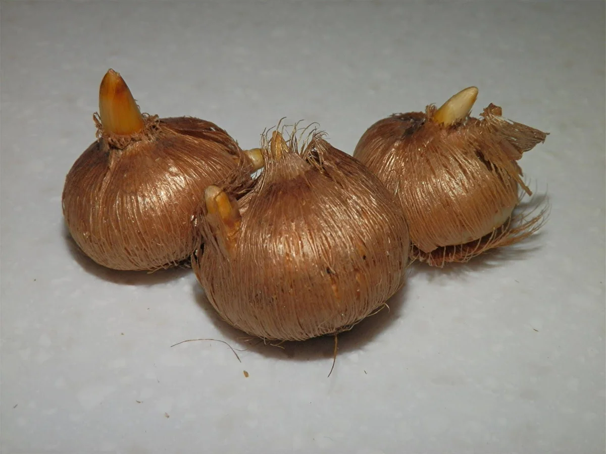 Saffron Crocus Bulbs – 9/10cm Large Bulbs for DIY Spice – Fall Blooms - Image 3