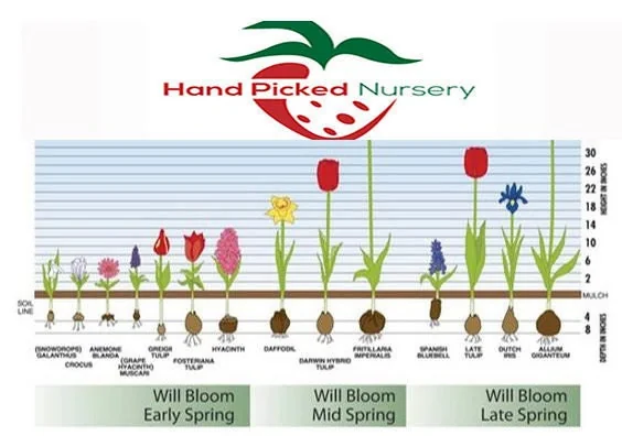 Saffron Crocus Bulbs – 9/10cm Large Bulbs for DIY Spice – Fall Blooms - Image 4