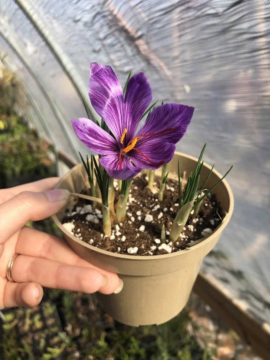 Saffron Crocus Bulbs – 9/10cm Large Bulbs for DIY Spice – Fall Blooms - Image 1