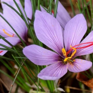 Saffron Crocus Sativus Bulbs – 10 Large 9/10cm Bulbs for Fall Blooms - Image 2