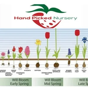 Saffron Crocus Sativus Bulbs – 10 Large 9/10cm Bulbs for Fall Blooms - Image 4