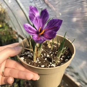 Saffron Crocus Sativus Bulbs – Large 9/10cm – Fall Blooming Spice – 20 Count - Image 1