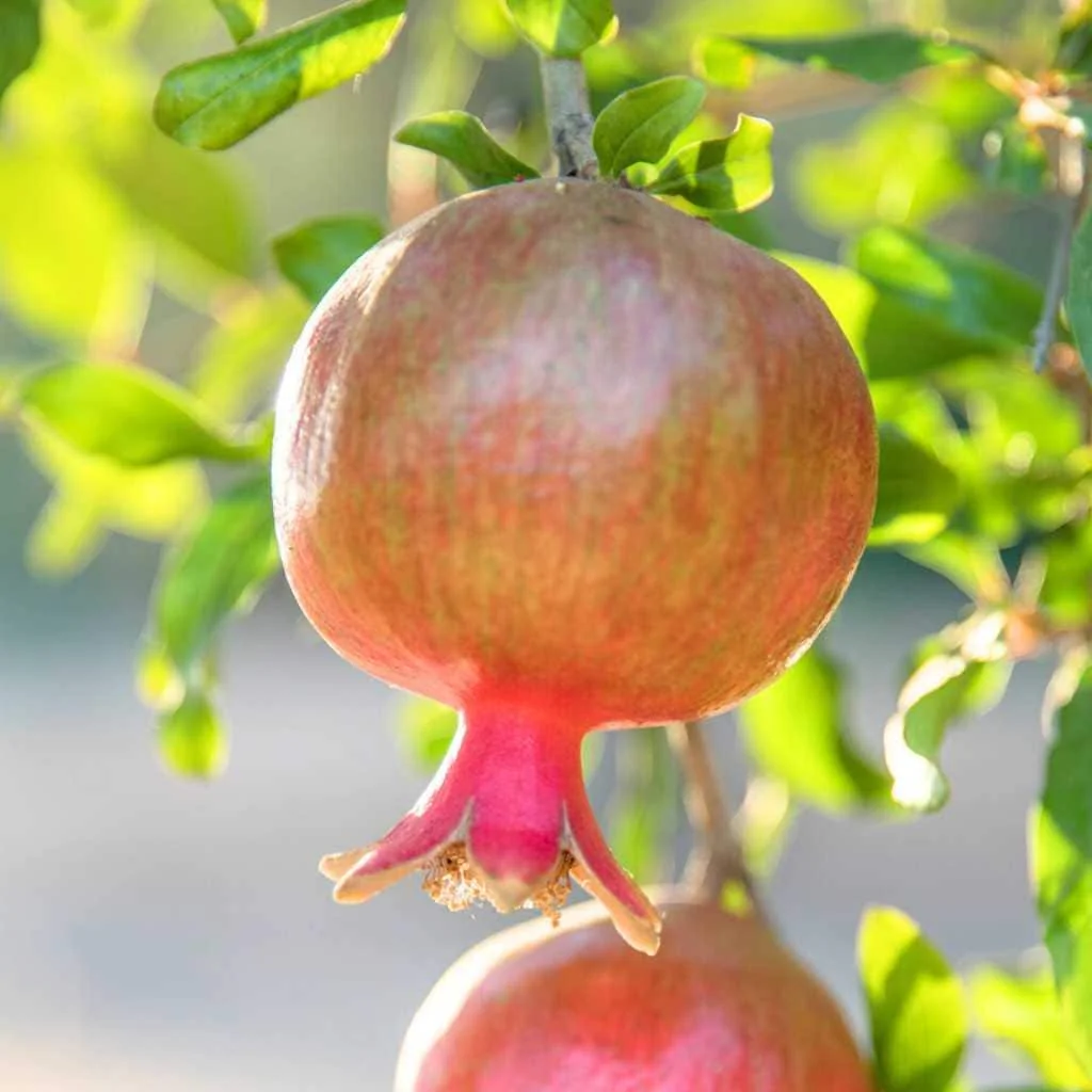 Salavatski Russian Pomegranate Tree Starter Plant - Cold Hardy Punica granatum - Image 2