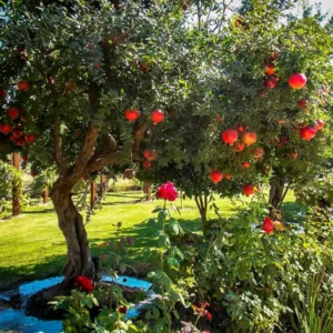 Salavatski Russian Pomegranate Tree Starter Plant - Cold Hardy, USDA Zones 6-9 - Image 3