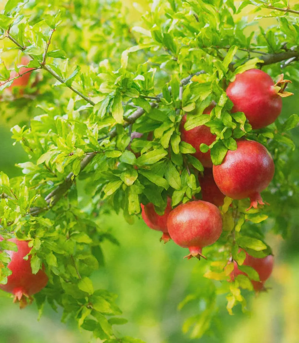 Salavatski Russian Pomegranate Tree Starter Plant - Cold Hardy Punica granatum - Image 4