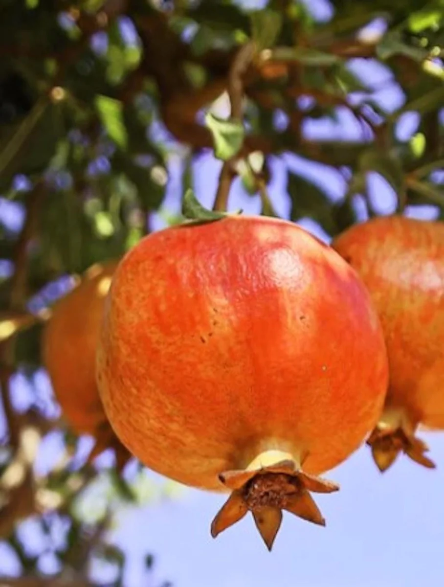 Salavatski Russian Pomegranate Tree Starter Plant - Cold Hardy, USDA Zones 6-9 - Image 5