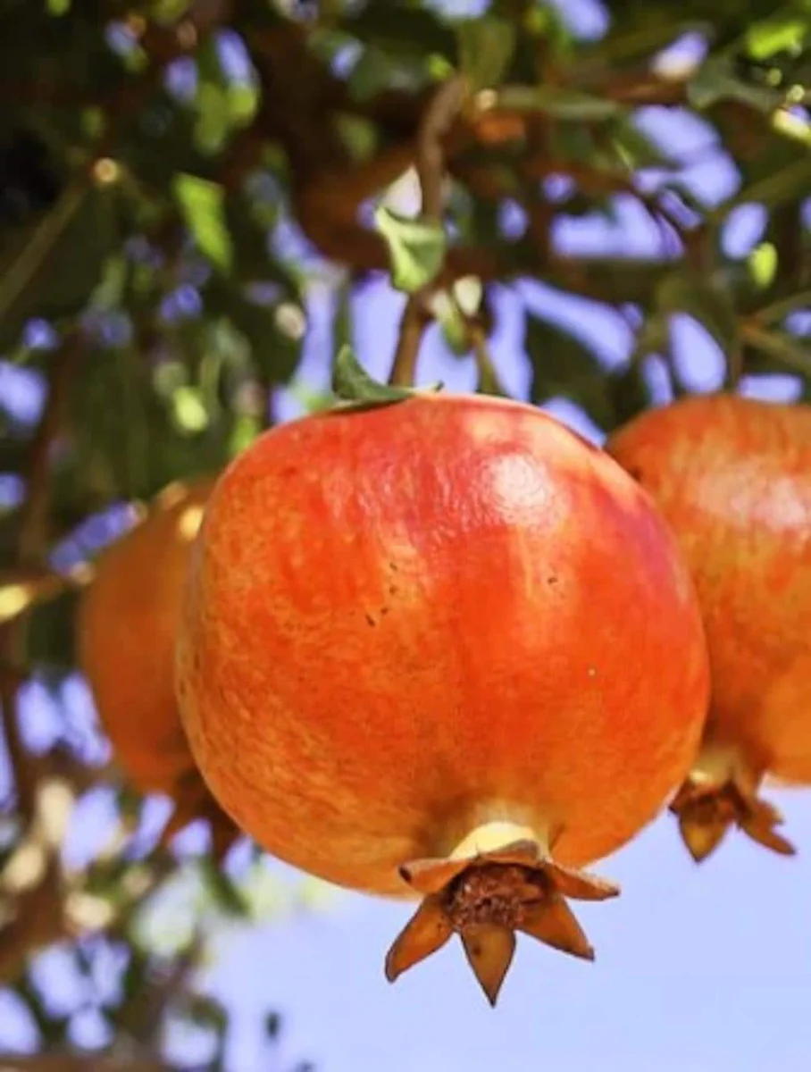 Salavatski Russian Pomegranate Tree Starter Plant - Cold Hardy Punica granatum - Image 5