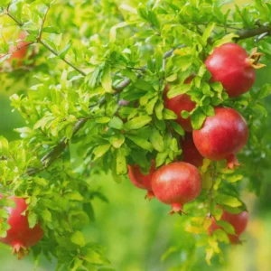 Salavatski Russian Pomegranate Tree Starter Plant - Cold Hardy, USDA Zones 6-9 - Image 8