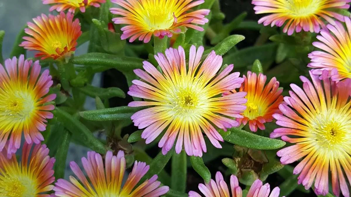 Salmony Pink Ice Plant - Delosperma Perennial Live Plant - Quart Pot - Image 1