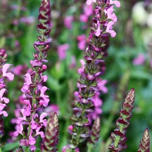 Salvia Apex Live Plant – Woodland Sage – Fragrant Perennial – 3-4 inch Pot – Outdoor - Image 2