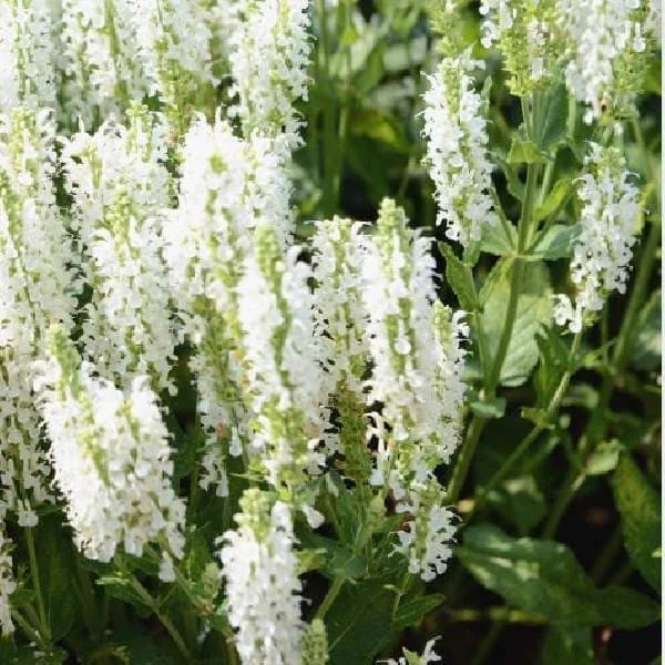 Salvia Apex Live Plant – Woodland Sage – Fragrant Perennial – 3-4 inch Pot – Outdoor - Image 3