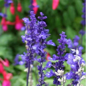 Salvia Apex Live Plant – Woodland Sage – Fragrant Perennial – 3-4 inch Pot – Outdoor - Image 1