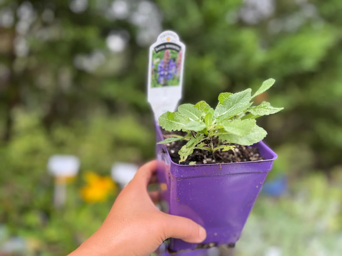 Salvia Apex Live Plant – Woodland Sage – Fragrant Perennial – 3-4 inch Pot – Outdoor - Image 4
