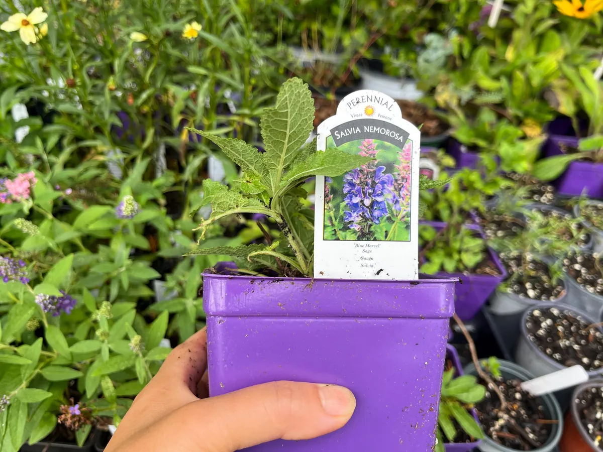 Salvia Apex Live Plant – Woodland Sage – Fragrant Perennial – 3-4 inch Pot – Outdoor - Image 5