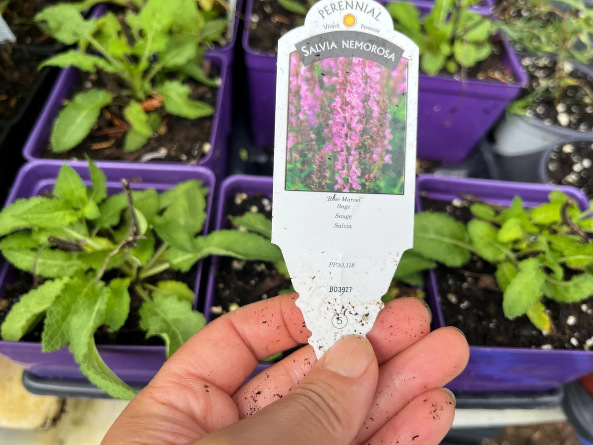 Salvia Apex Live Plant – Woodland Sage – Fragrant Perennial – 3-4 inch Pot – Outdoor - Image 6